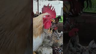 Hen sound 😍😍👍👍👍👍👍👍🐔🐓🐓🐓🐔🐓🐔 please wait in the end #shorts #hens #rooster  #subscribe ⬇️