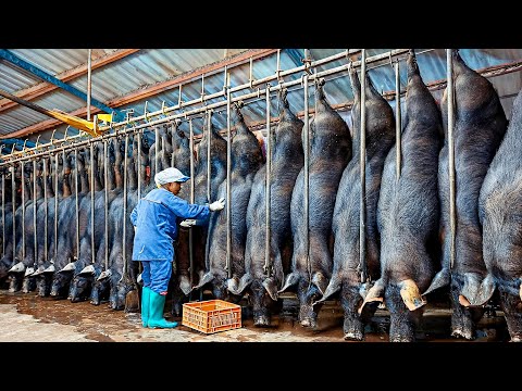 How Millions Black Pigs Farming in China Farm,Meat Processing in Factory - Black Pig Farm Technology