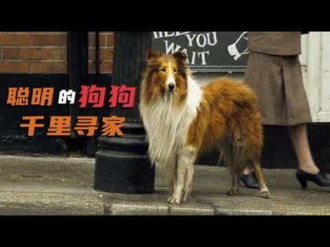 《灵犬莱西》狗狗狂奔1200公里只为寻主,感人催泪电影