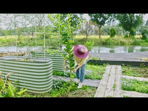 Fall Country Slow Life Cooking | Plum Pork Ribs, Hot Vermicelli Soup, Rice Cake and Red Bean Soup