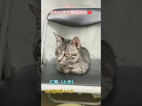 子猫が香箱座りする瞬間　#子猫#cutecat #保護猫 #猫のいる暮らし