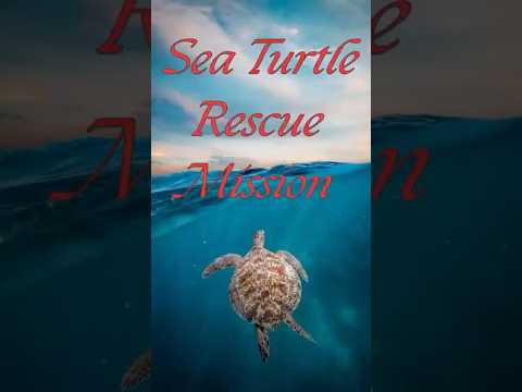 A Turtle’s Journey to Freedom #turtlerescue  #animals