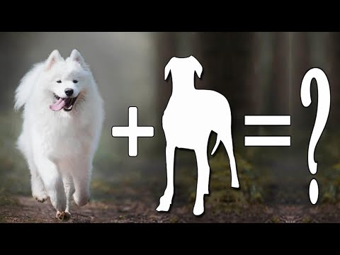 7 Glorious Samoyed Mix Breed Dogs | Samoyed Dog Mixes