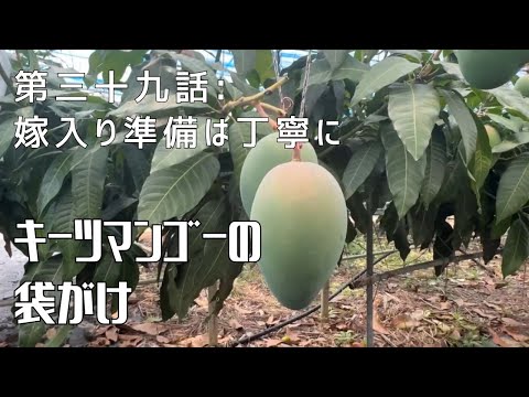 【第三十九話】出荷前の最終段階！ 〜 キーツマンゴーの袋がけ 〜