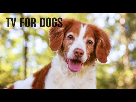 4 Hours of TV & Music For Dogs! Calming Music For Dogs 🐶 Stress Relief Music  🎶 #dog