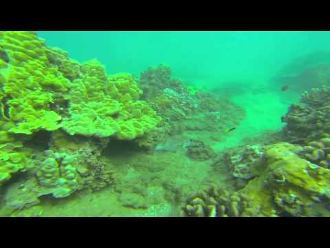 Maui Dive