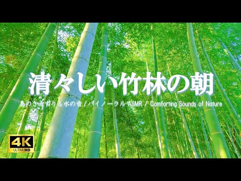 清々しい竹林の朝　鳥のさえずり/小川のせせらぎ:活力向上、気持ちの良い目覚めにご活用ください【自然音,ASMR,立体音響,4K,relaxing  nature sounds】