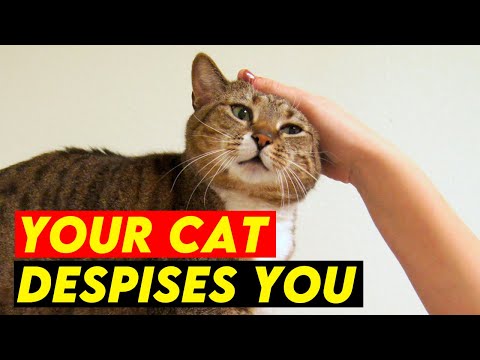 10 Clear Signals Your Cat Despises You