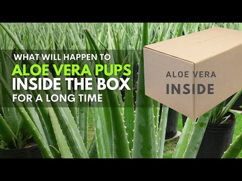 What will happen to Aloe vera Pups Inside The Box For A Long Time