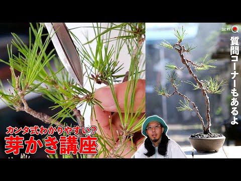 [Beginner] Picking red pine buds and hanging with wire. Public festival recording [Bonsai Q]