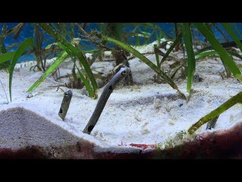 チンアナゴ in 男鹿水族館GAO