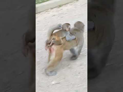 #monkey  #monkeyvideo #monkeybaby #monkeylove#shortvideo #shortvideo  #shortsviral #ytshorts