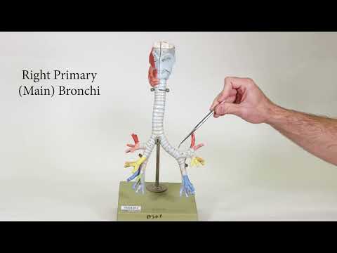 Tracheal Tree Model