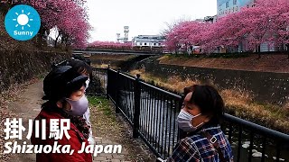 ⁴ᴷ Shizuoka: Kakegawa (掛川市) - Japan Walking Tour (March 7, 2021)