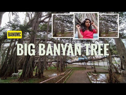 Big Banyan Tree | Half day trip | Funny driving | banuMC