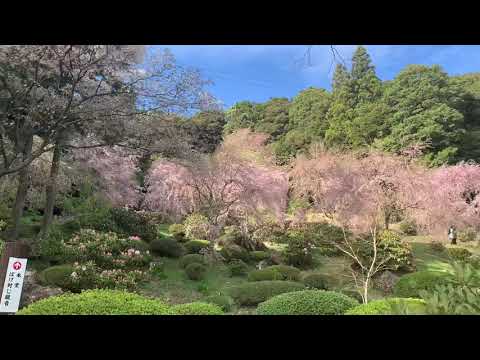 南原寺のしだれ桜