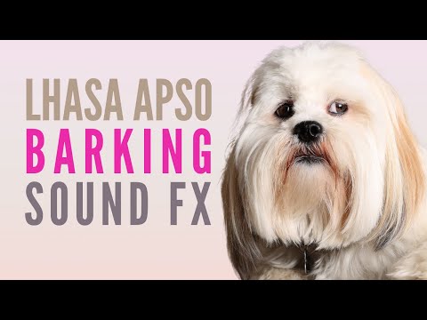 Lhasa Apso Barking Sounds. Fixing Lhasa Apso Barking Problems