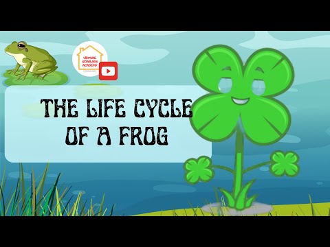 Fun learning videos for kids #lifecycle