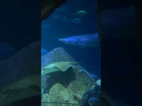 🦈New York SHARK+STINGRAY #shorts #stingray #nyc #newyork #aquarium #YouTubeHighFive @youtubecreators