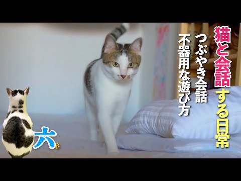 【猫と会話する日常】つぶやき声で話す愛猫に、ちょっと不器用な愛猫も可愛いのです | [生まれ変わりの猫] 六 (Roku)