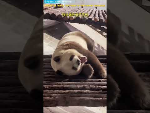 七仔真是熊猫届颜值天花板！ Qizai is really the best in the panda industry! #panda #cute #funny #giantpanda