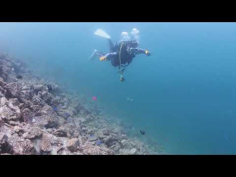 【ダイビング】潜ることで分かる水中の変化（イソギンチャクの白化）