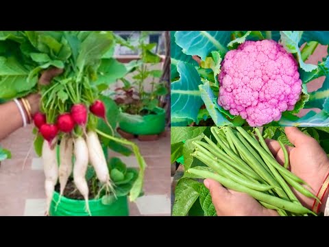 Best Vegetable Seeds To Grow In January Month // January Veggies