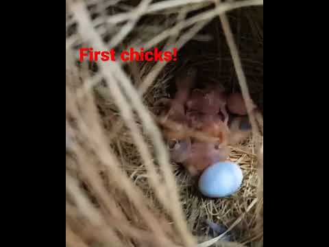 First chicks in this breeding season!