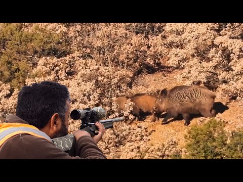 BEST WILD BOAR HUNTS IN TURKEY - İÇ ANADOLU DOMUZ AVLARI