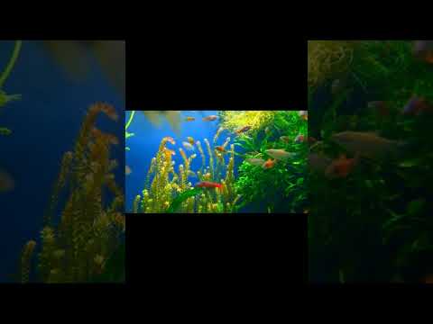 Aquarium 4K Video [ Ultra HD Video ] 720p Coral Fish Mediation music #shorts