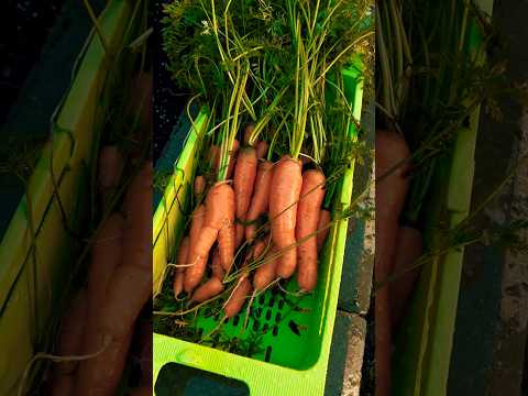 harvesting carrots 🥕 #shortsvideo #trending #garden #harvesting #harvest #shortsfeed #shorts #trend