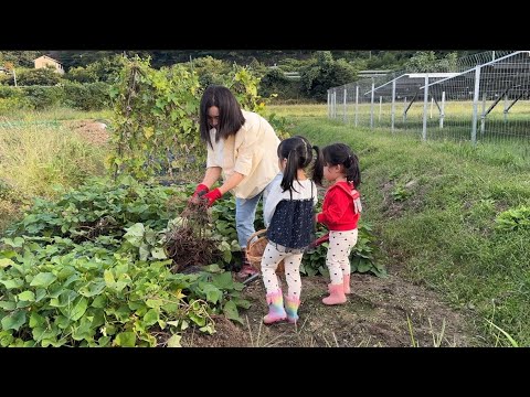 日本生活/孩子們想吃烤紅薯了、去菜園子裡挖兩顆回家、烤箱烤的很香很好吃