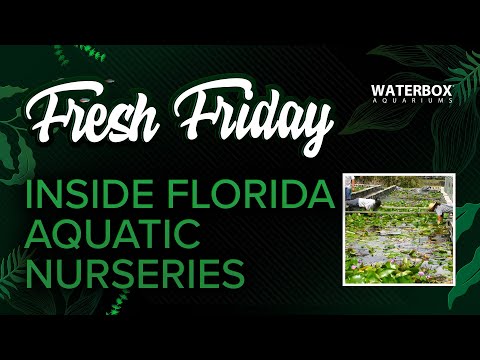 Exploring The Biggest Aquatic Plant Nursery in Florida