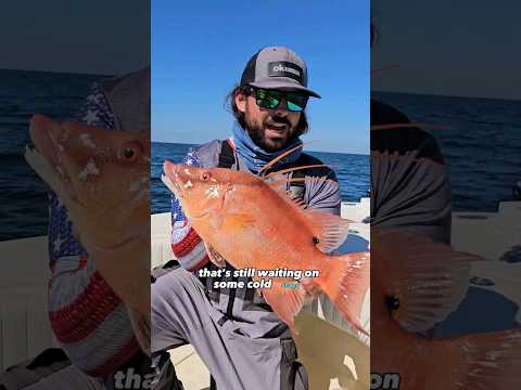 Hogfish on LIVE Shrimp