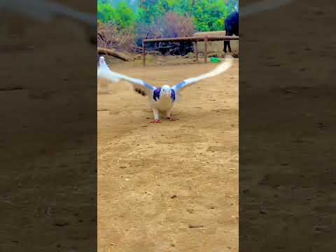 kabootar Gulati Marne wala #pigeon #beautiful #kabootar#whitepigeon#pigeonlove#rollerpigeons #shorts