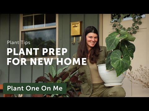 PLANT PREP for the NEW COTTAGE  — Ep. 343