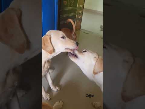 Their romance on imi imi #dog #romantic #kiss #shorts #viral #dogsofinstagram #doglover #pets