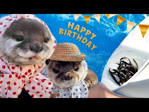 Otter’s First Live Loach Fish Hunting Birthday Surprise!