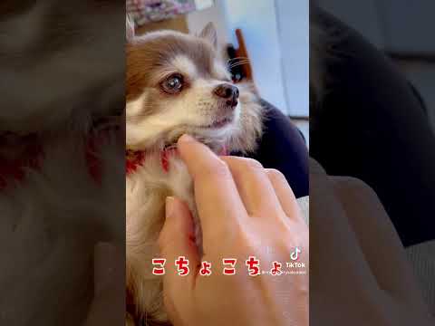 【ペット食育士 シニア犬】ナデナデ好きのチワワちゃん🐶🩷 #可愛いわんこ #犬のいる暮らし #いやしわんこ #dog #癒し #わんちゃん #癒しワンコ