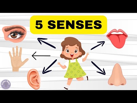 Sense Organs | Five Senses | Educational Videos For Kids |  Nursery Kids Video | Kinder Roots