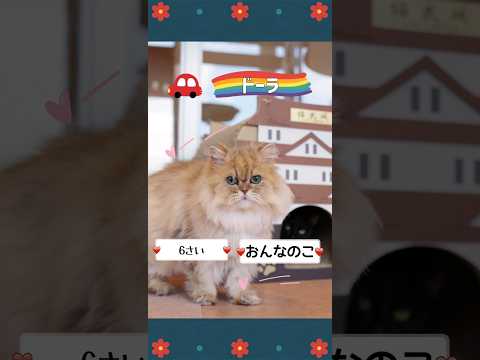 【譲渡されました！】ドーラ01　#cat #shelter #shorts