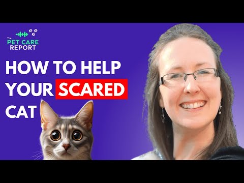 How To Help Your Cat Feel Safe