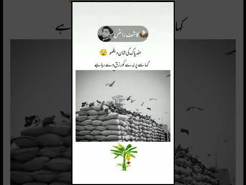 اللہ پاک کی شان دیکھو.|| Urdu shayari || Kashif editor4 || #subscribechannel | Shayari status |