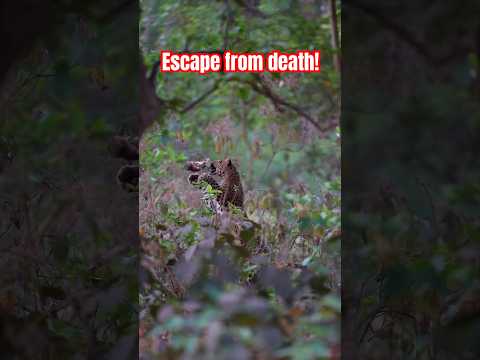 The little monkey escaped from the leopard's mouth | Horizons_視野| wildlife | escape from death