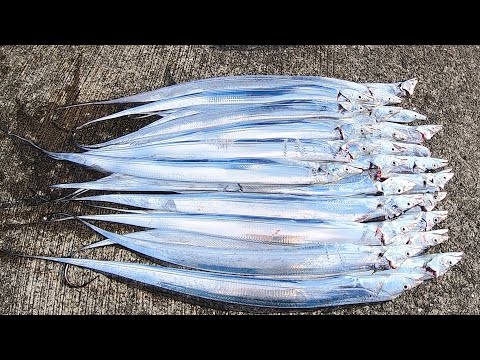 太刀魚の巣窟にドジョウを投げ入れた結果・・・