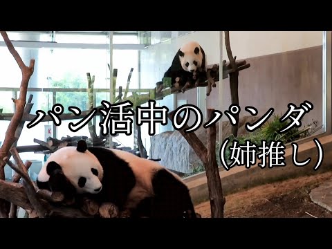 パン活中のパンダ(姉推し)　🍁→(♥)→🎀