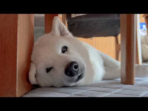 柴犬あいちゃん、本当によく頑張ったね。