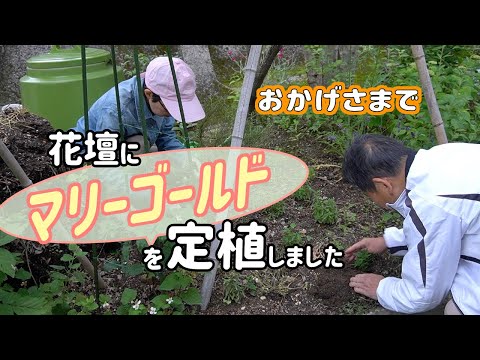 マリーゴールド 救出した苗を花壇に定植しました