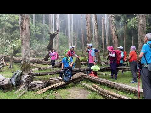 今年首次穿越無水的忘憂森林 2024年5月24日. Walking through the waterless Wangyou Forest for the first time this year.