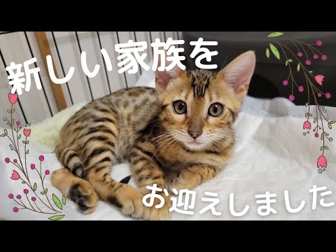 家族が増えました！ベンガルの子猫ミリ